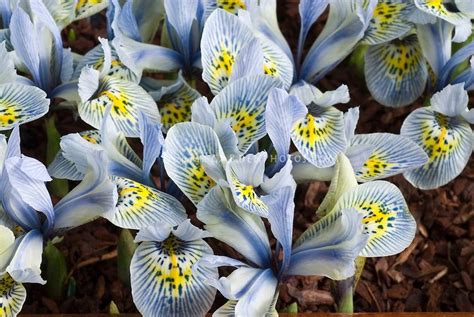 Blue Spring Bulbs Blue Flowers Heavily Patterned With Stripes
