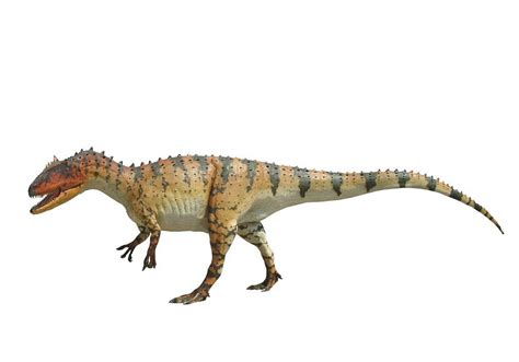 Paleontological Studies Of South Carolina Allosaurus Information Sheet