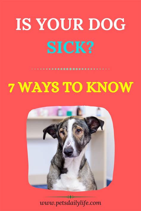 7 Ways To Tell If Your Dog Is Sick What You Should Do Pet Care Tips