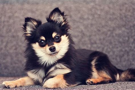 The male pomchis sheds once a year and the female sheds when in heat or after giving birth. Pomeranian Chihuahua Mix - Meet the Adorable Pomchi - My Dog's Name