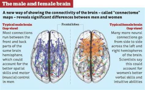 Men And Womens Brains Really Are Different Memolition