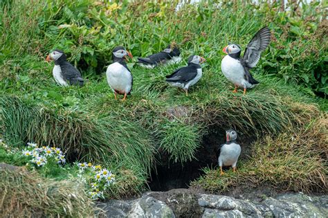 Photographing Icelands Puffins Swedbank Nl