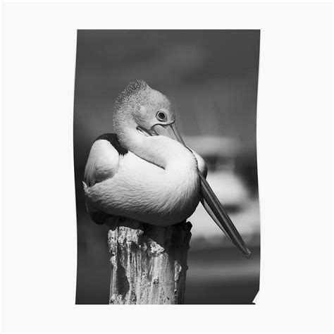 Pelicans A Pelican In A Marina Post Black And White Portrait Poster