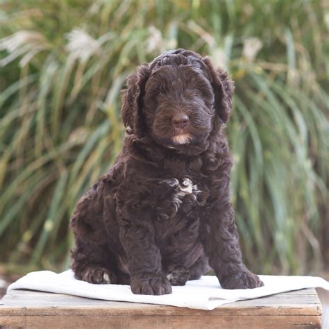 This helps ensure they're the right fit before you bring them home. Australian Labradoodle Puppies - Illinois | Arch View ...