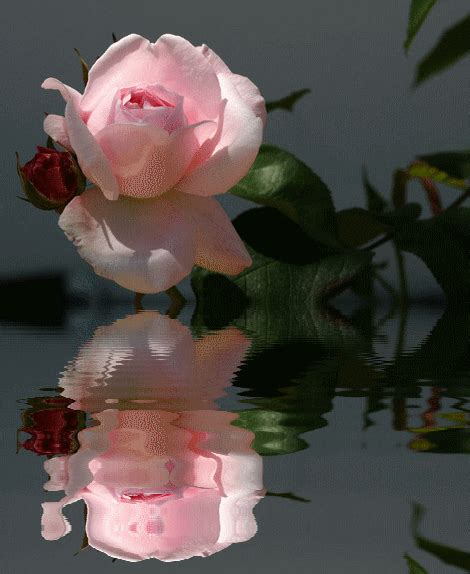 arriba 92 imagen de fondo imagenes de rosas con movimiento y brillo para celular alta