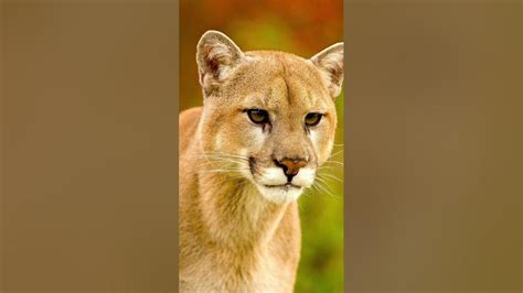 Cougar Sound Effect Mountain Lion Roar Youtube