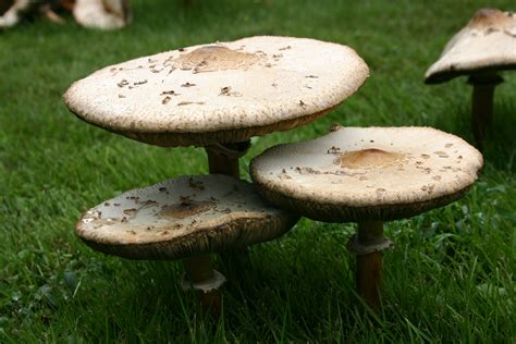 Mushrooms Growing Walter Reeves The Georgia Gardener