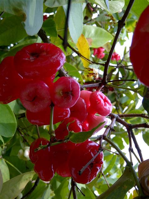 Can be seen in 5 countries. Seri Kepayang: Our jambu air