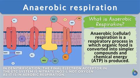 What Is Anaerobic Respiration The Definitive Guide Biology Online