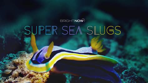 Curiosity Stream Super Sea Slugs