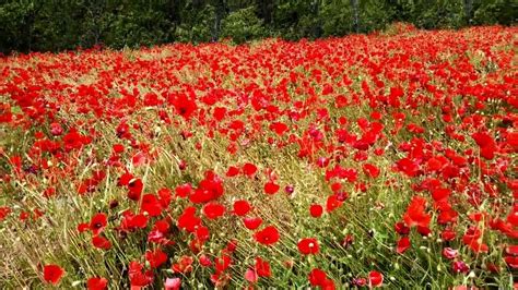 Stunning Field Of Poppies Impresionante Campo De Amapolas Youtube