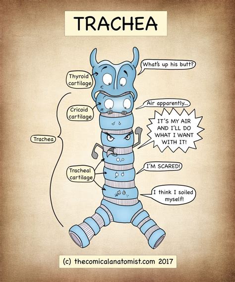 The Trachea In 2020 Trachea Medical Knowledge Human Anatomy And
