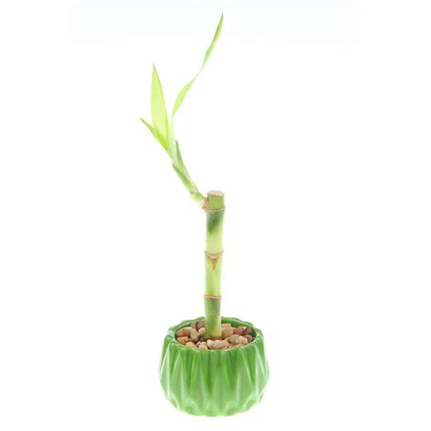Single Stalk Lucky Bamboo Live Plant For Wedding Favors Or Office Desk