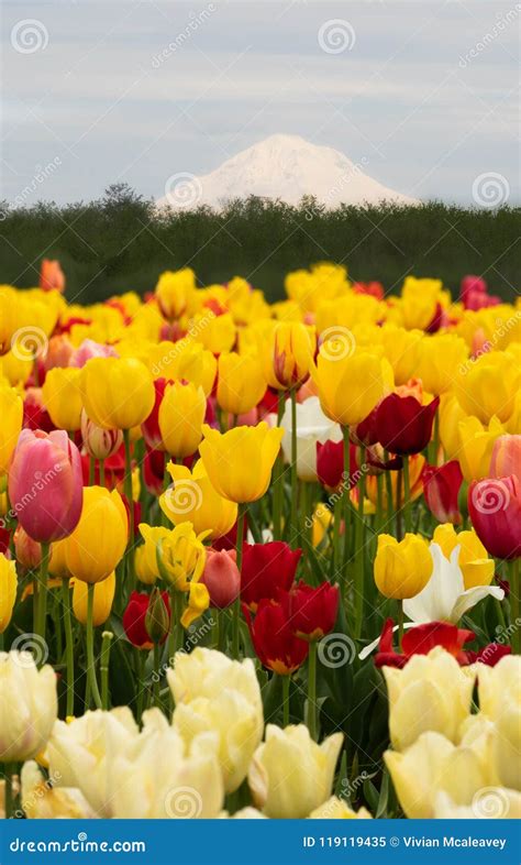 Large Field Of Tulips With Mt Hood Stock Image Image Of Yellow