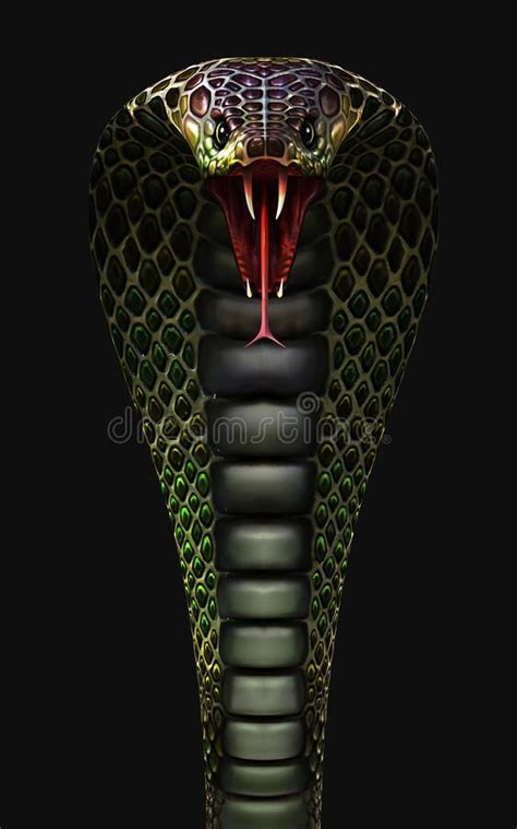 Cobra Royal Le Plus Long Serpent Venimeux Des Mondes Isolés Sur Le Fond