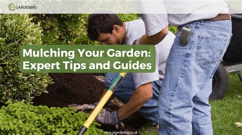 Mulching Your Garden Expert Tips And Guides Pi Gardening