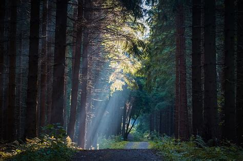 Royalty Free Photo Road In Between Forest Trees At Daytime Pickpik