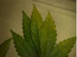 Spots On Marijuana Leaves Pictures