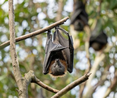 Grey Headed Flying Foxes Pteropus Poliocephalus Also Know Flickr