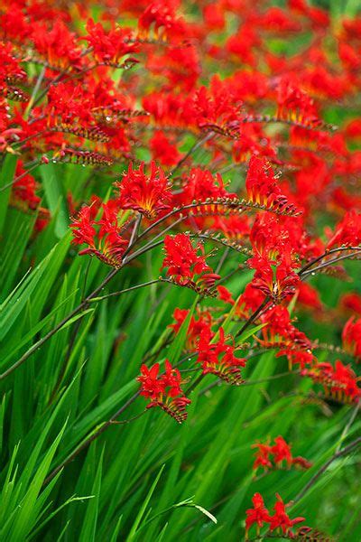 Tall Red Bulb Flowers Pacific Bulb Society Crocosmia Buy Your