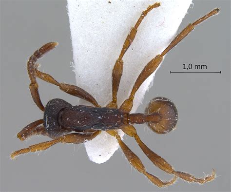 Formicidae Aenictinae Aenictus Levior