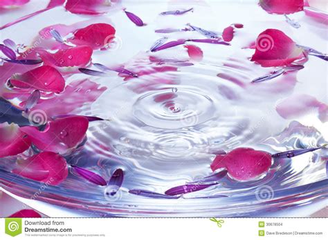Spa Flowers Petals Water Drop Background Stock Photo Image Of Drop