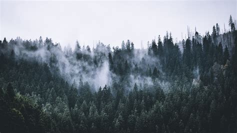 Foggy Forest 1920x1080 Wallpaper Images