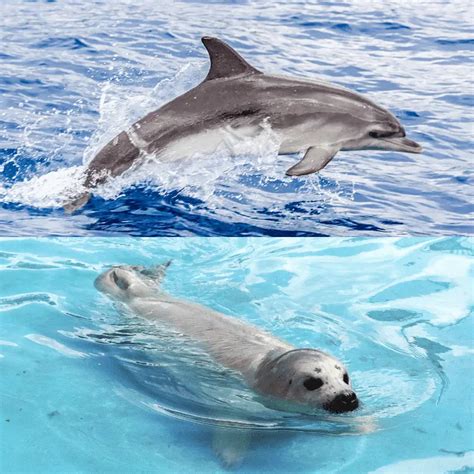 Do Dolphins And Seals Get Along Is It Respect Or Best Friends