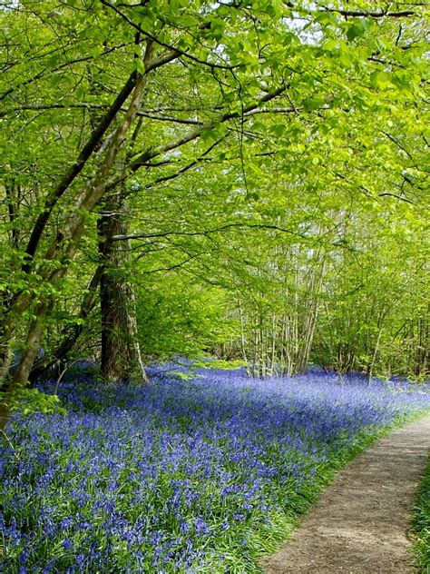 Bluebells In East Sussex England By B Lowe Life Is Beautiful