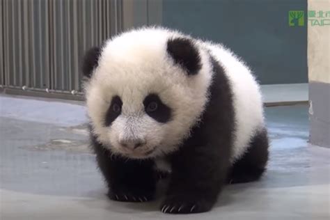 Filhote De Panda Dá Seus Primeiros Passos Em Vídeo Que Fez Sucesso Na