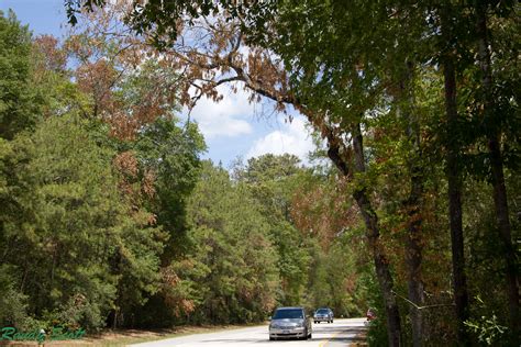 East Texas Piney Woods Forest Under Stress