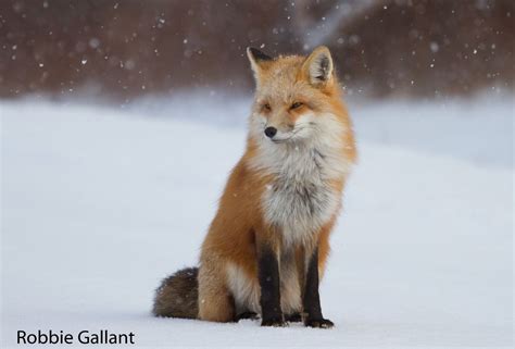 Canada Red Fox Sitting In Snow Red Fox Fox Fox In Snow