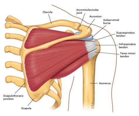 Shoulder radiology & anatomy at usuhs.mil. Shoulder Muscle And Tendon Anatomy / Rotator Cuff Repair ...