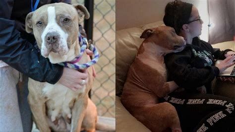 This Adopted Pit Bull Cant Stop Hugging His Owner Indy100 Indy100
