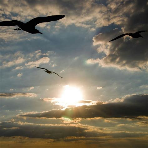 Hintergrundbilder Sonnenlicht Vögel Tiere Sonnenuntergang Meer