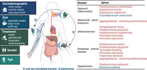 Frontiers The Oral Microbiota And Cardiometabolic Health A