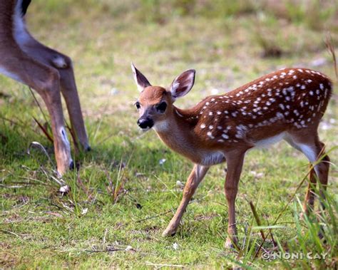 Key Deer Fawn And Mockingbird Noni Cay Photography