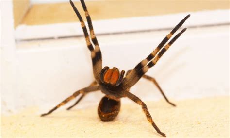 20 Most Dangerous Venomous Spiders Of The World S Page 4 Of 20 10 Top Trending