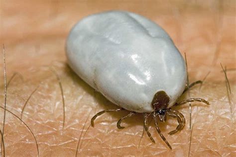 Swollen Tick Signs And Symptoms Of Untreated Lyme Disease Lyme Disease