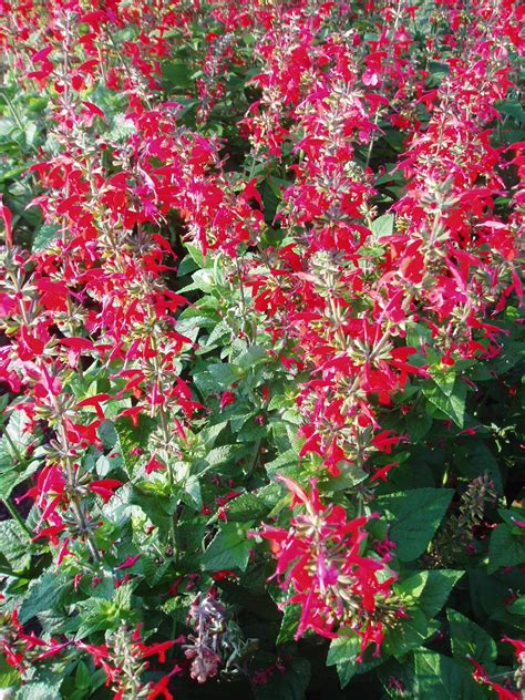 Salvia Coccinea Lady In Red