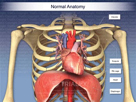 Normal Anatomy Of The Thorax Trialexhibits Inc