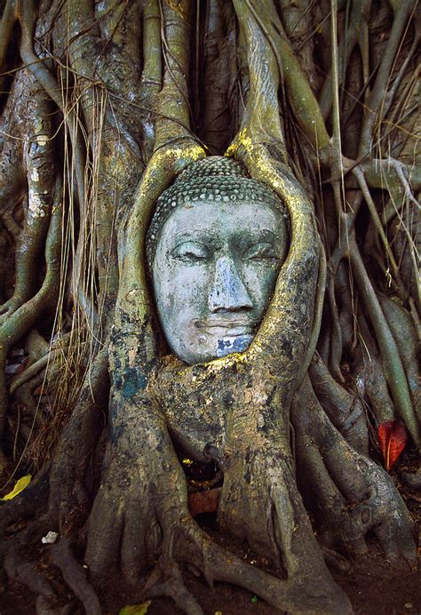 Stone Buddha Head In Wat Phra Mahathat Photograph By Gonzalo Azumendi