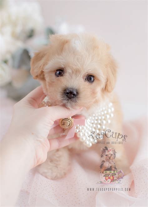 Maltipoo Puppy For Sale 058 Teacup Puppies Teacup Puppies And Boutique