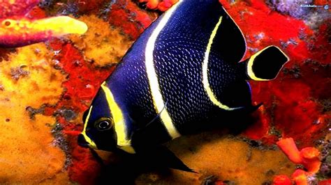 Beautiful Fish In The Sea Hd1080p Youtube