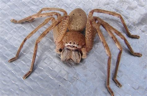 7 Most Terrifying African Spiders Youve Probably Never Seen