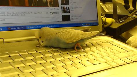 Budgie Sleeping On Laptop And Talking 2 Youtube