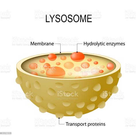 Animal cell functions are solely dependent on the organelles and structures associated with the cell. Anatomy Of The Lysosome Stock Illustration - Download ...