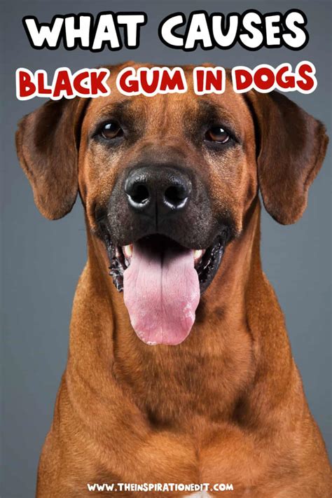 What Causes Black Gum In Dogs · The Inspiration Edit