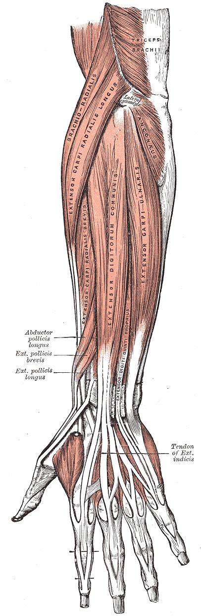 Fileforearm Muscles Back Superficialpng Wikimedia Commons