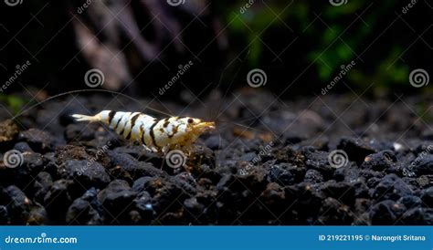 White Tiger Fancy Dwarf Shrimp Look For Food In Aquatic Soil And Stay